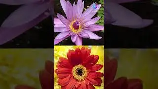 Nature inspired Affirmations