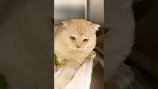 Cute Coco Cat video-🥰🐱🤗Little Cat everyone #cute #youtubeshorts #catworld #viralvideo