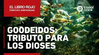 El libro rojo, Especies amenazadas - Goodeidos: Tributo para los dioses