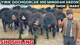 BUGUN NARXLAR 300 MINGDAN ARZON BOLDI SHOSHILING JUMANAZAR AKA YIRIK QOCHQORLAR NARXINI YORVORDI