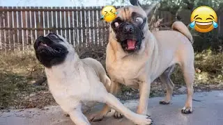 Dog Can't Hold Back His Emotion At First Time Meeting His Baby Sister