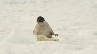 Adorable Baby Seals in Canada | A Winter Wonderland