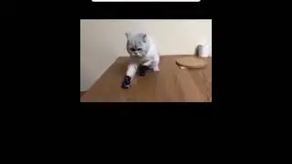 Cat Boxing Funny Video | Random Video On Internet | دوبارہ کوشش کریں | Internet Video