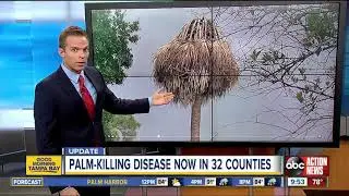 Florida's iconic palm trees threatened by invasive disease