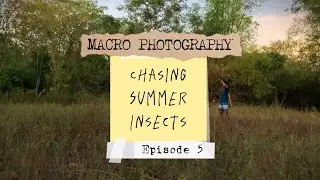 Chasing Summer Insects (Patience matters) | Macro Photography | Nature Photography
