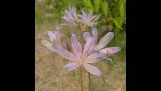 Magic Lily, Resurrection Lily, surprise lily,  상사화(相思花), ナツズイセン(夏水仙)
