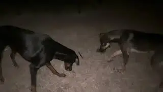 (Unfinished) Boomer and Lilly Fight Part 4 