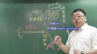 11 17 胎兒循環