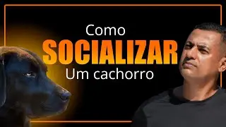 SOCIALIZAÇÃO DE CÃES - COM SIMULAÇÕES E CENAS PRÁTICAS