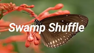 Swamp Shuffle - Silent Partner [Audio Library Release] . Free Copyright-safe Music