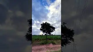 #kisan #shortvideo #dineshwriter -#nature #shortsviral #trending #viral #form #rajasthani #rinen