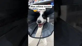 Моя собака лысеет 2 часть. Я думаю это всё же аллергия. #бордерколли #окки #болезнь #собака #история
