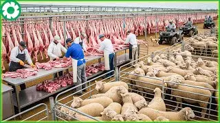 Transporting Tons Chicken This Way - Chicken Breeds With The Highest Egg | Agriculture Technology