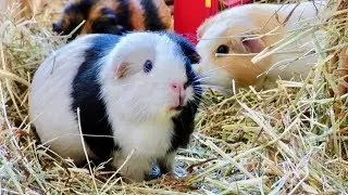 Common Guinea Pig Questions