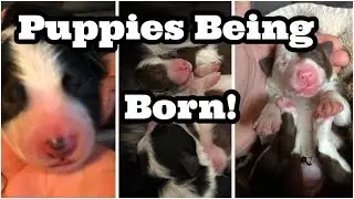 AMAZING PUPPIES BEING BORN! MIRACLE OF LIFE! Border Collie Puppies!