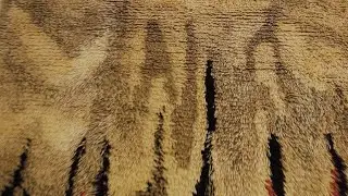 Swedish Rya Rug BB9040