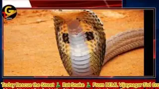 #KGF Golden News|Today Rescue the Street 🐍 Rat Snake 🐍 From BEML Vijaynagar 3'rd Cross By Snake Ra