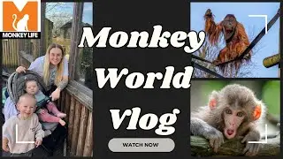 Monkey World 2025 Vlog - 2 Year Old Hi-Five MONKEY! 🐵 🙉