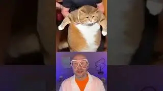 How animals look pregnant