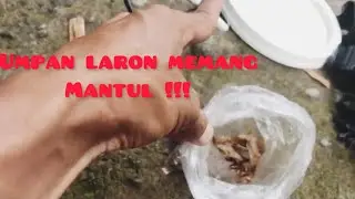 Umpan andalan ,wader brutal 🐟🐟🐟