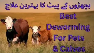 Best Deworming For Pets & Animals | Cow Calves Deworming | Animals k Pait k Keero k liye Behtreen 