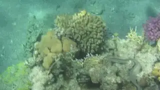 Fish of the Red Sea coral reef
