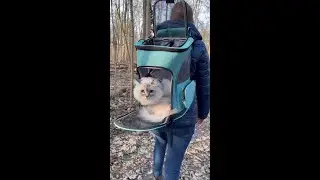 Cat Backpack Review | How to choose a backpack suitable for cats