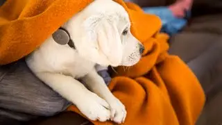 Disrupting the wearable pet tech market