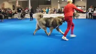 Euro Dog Show 2018 -Warshaw Poland (caucasian shepherd)