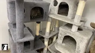 The Ultimate Cat Tree Guide: Where to Buy, Setup Tips & More!