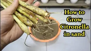 Tips to rooting citronella in sand very quickly - Grow citronella at home
