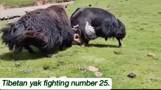 Tibetan yak fighting number 25.