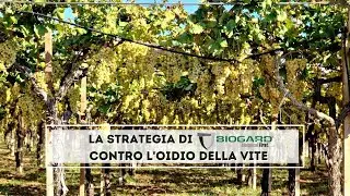 Il Controllo biologico dell'oidio su vite