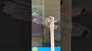 Dragonfly up CLOSE!😍 #nature #photography #amazing #beautiful #insects #wings #dragonfly #explore