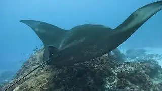 Manta Ray Encounter at Manta Point, Nusa Penida | The Moment You Travel Across the World For
