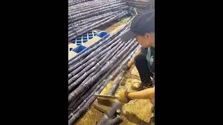 Package sugarcane