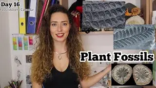 PLANT FOSSILS - Day 16 Fossil Advent Calendar