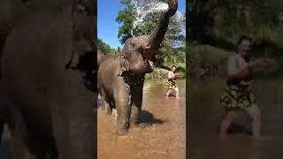 Baby elephant playing with water