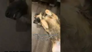 Bronny always wants belly rubs! #dogs #dogshorts