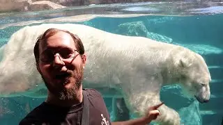 Exploring Brookfield Zoo: A Wild Day with Amazing Animals 🦁🐧 | Illinois Adventure