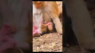 Monkey species: Oh no, the little monkey fell, its mother didn't catch it and it got hurt.