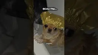 Версия собачницы🐶арт вб: 166791359 #чихуахуа #микрочихуа #топдлясобак #собачийблог
