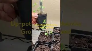 Growing Strawberries from Seed Indoors under Grow Lights #growfoodathome  #zone4garden #strawberries