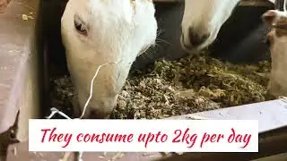Corn Silage 🌽 feeding to goats|| Syed farm || 9620652786