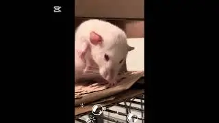 Ratties grooming 🐁🐁🐭🛀#petrats #pets