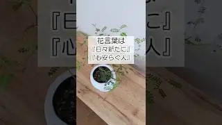 精細な葉とジグザグでアートな幹が素敵なソフォラ リトルベイビー見てみる？#観葉植物 #ソフォラ #リトルベイビー #観葉植物のある暮らし #jewelryplant #shorts