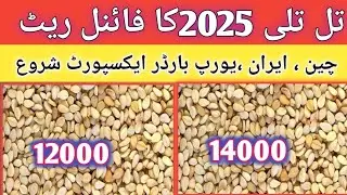 تل تلی 2025کافائنل ریٹ|Til Tili price 2025 in Punjab Pakistan|Sesame Rate 2025|Til Rate|KISAN DHARTI