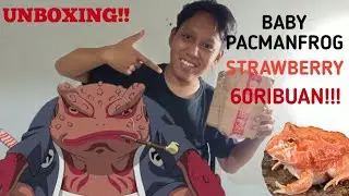UNBOXING+SET UP KANDANG STRAWBERRY PACMAN FROG 60RIBUAN!!!