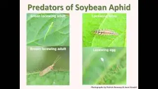 Scouting for Soybean Aphids