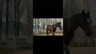 🐴 HORSE 🐴#HORSE #HORSESHORTS #SHORTS #SHORT #CUTHORSE #HORSESHORT #VIRAL #SHORTHORSE #SHORTSHORSE